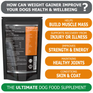 Weight Gain for Dogs