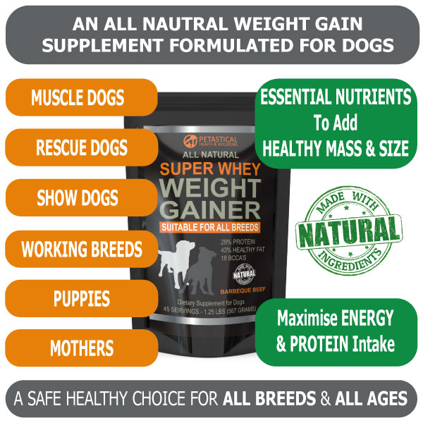 Weight Gain for Dogs